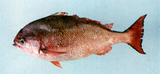 中文種名:斜鱗笛鯛