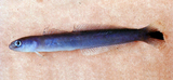 中文種名:尾斑凹尾塘鱧