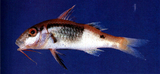 中文種名:鬚海緋鯉