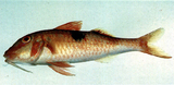 中文種名:黑斑海緋鯉