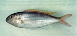 中文種名:赤黃金線魚