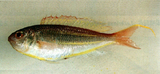 中文種名:底金線魚