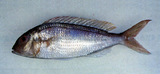 中文種名:紅金線魚