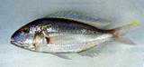 中文種名:六齒金線魚