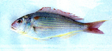 中文種名:日本金線魚