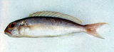 中文種名:姬金線魚
