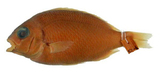 中文種名:珠斑眶棘鱸