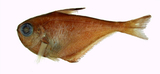 中文種名:日本擬金眼鯛