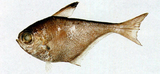 中文種名:烏伊蘭擬金眼鯛