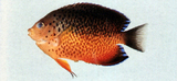 中文種名:鏽紅刺尻魚