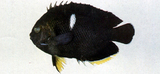 中文種名:白斑刺尻魚