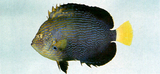 中文種名:黃頭荷包魚