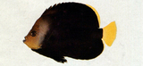 中文種名:黑身荷包魚