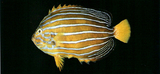 中文種名:藍帶荷包魚