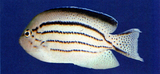 中文種名:頰刺魚