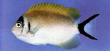 中文種名:半紋背頰刺魚