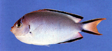 中文種名:渡邊頰刺魚