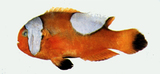 中文種名:鞍斑雙鋸魚