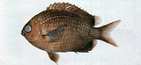 中文種名:白斑光鰓魚