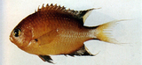 中文種名:黑鰭光鰓魚