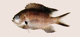 中文種名:尾斑光鰓魚