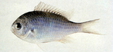中文種名:藍綠光鰓魚