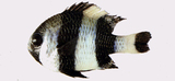 中文種名:黑尾圓雀鯛