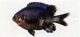 中文種名:藍紋高身雀鯛