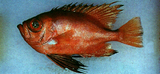 中文種名:日本紅目大眼鯛