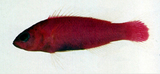 中文種名:紫繡雀鯛