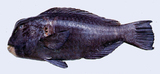 中文種名:隆頭鸚哥魚