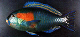 中文種名:鮑氏綠鸚哥魚