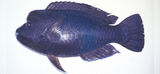 中文種名:瘤綠鸚哥魚