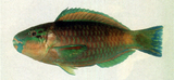 中文種名:藍頭綠鸚哥魚