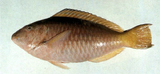 中文種名:長頭馬鸚哥魚