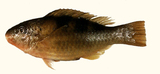 中文種名:新月鸚哥魚