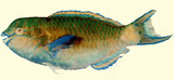 中文種名:橫紋鸚哥魚