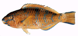 中文種名:藍點鸚哥魚