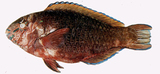 中文種名:黑鸚哥魚