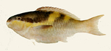 中文種名:姬鸚哥魚