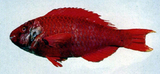 中文種名:黃肋鸚哥魚