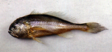 中文種名:棘頭梅童魚