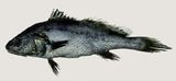 中文種名:雙棘原黃姑魚