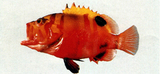 中文種名:伊加拉九刺鮨