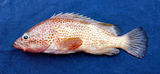 中文種名:赤點石斑魚