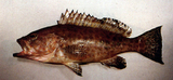 中文種名:寶石石斑魚