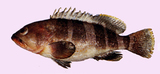 中文種名:青石斑魚