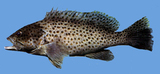中文種名:布氏石斑魚