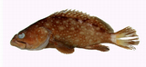 中文種名:點列石斑魚
