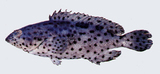 中文種名:黑駁石斑魚